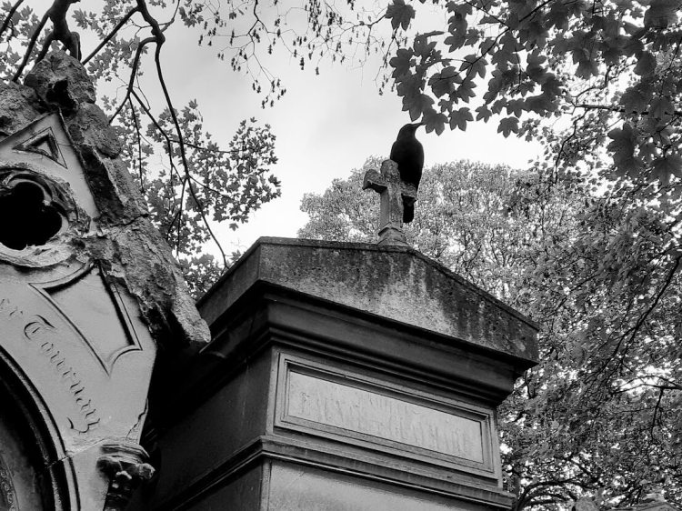 Raven on a gravestone, Père Lachaise cemetery, Paris